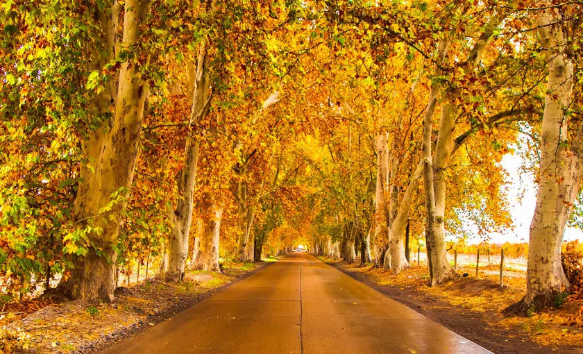 En este momento estás viendo Ruta Provincial 15, Maipú (otoño)
