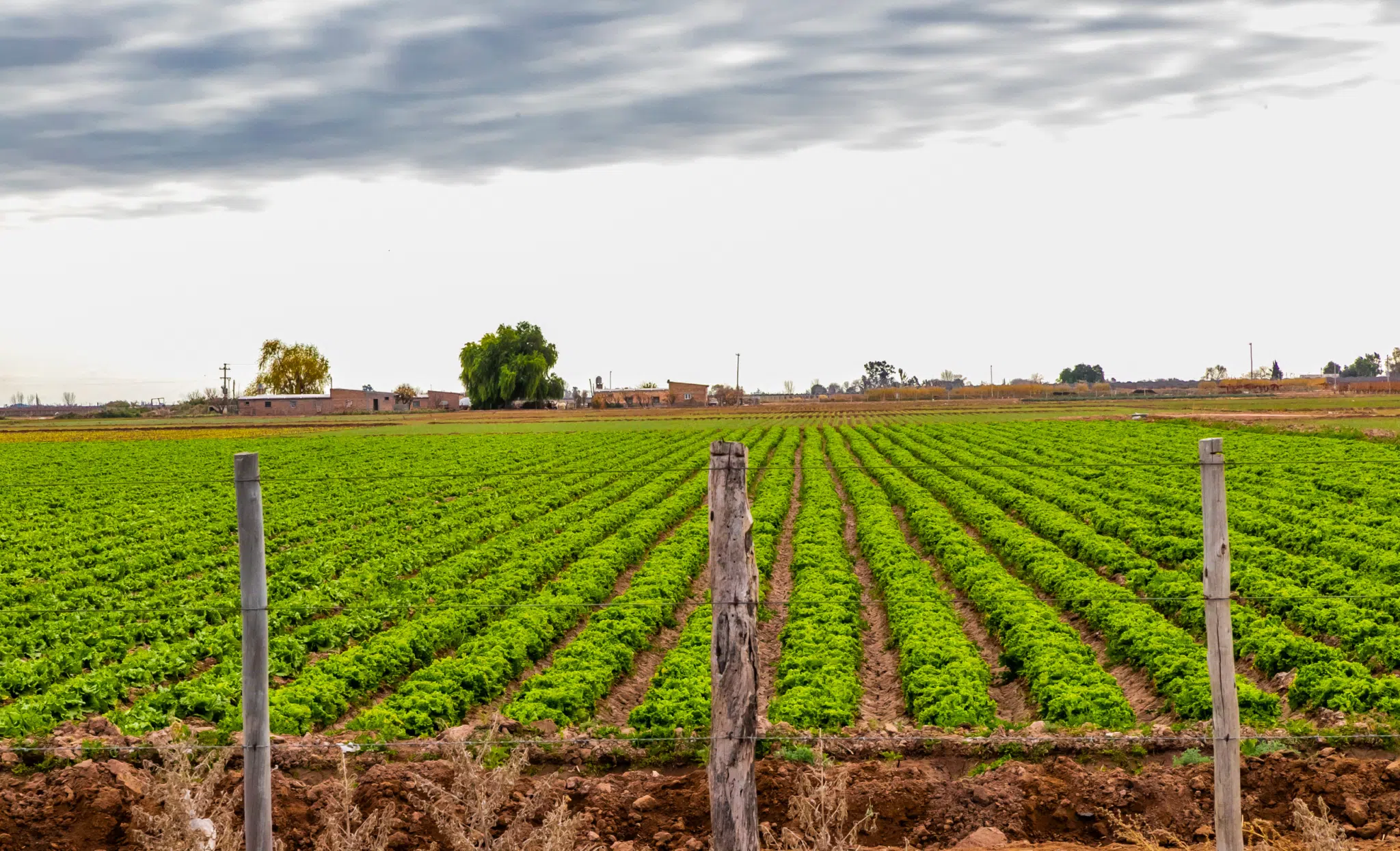 En este momento estás viendo Campos cultivados